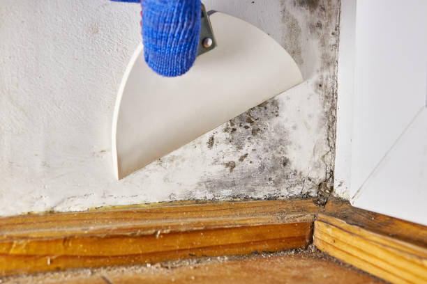 Best Comprehensive Air Testing for Mold Contaminants  in Coldwater, MI